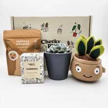 Load image into Gallery viewer, Congratulations - Succulent Hamper / Succulent Gift Box
