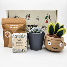 Load image into Gallery viewer, Congratulations - Succulent Hamper / Succulent Gift Box
