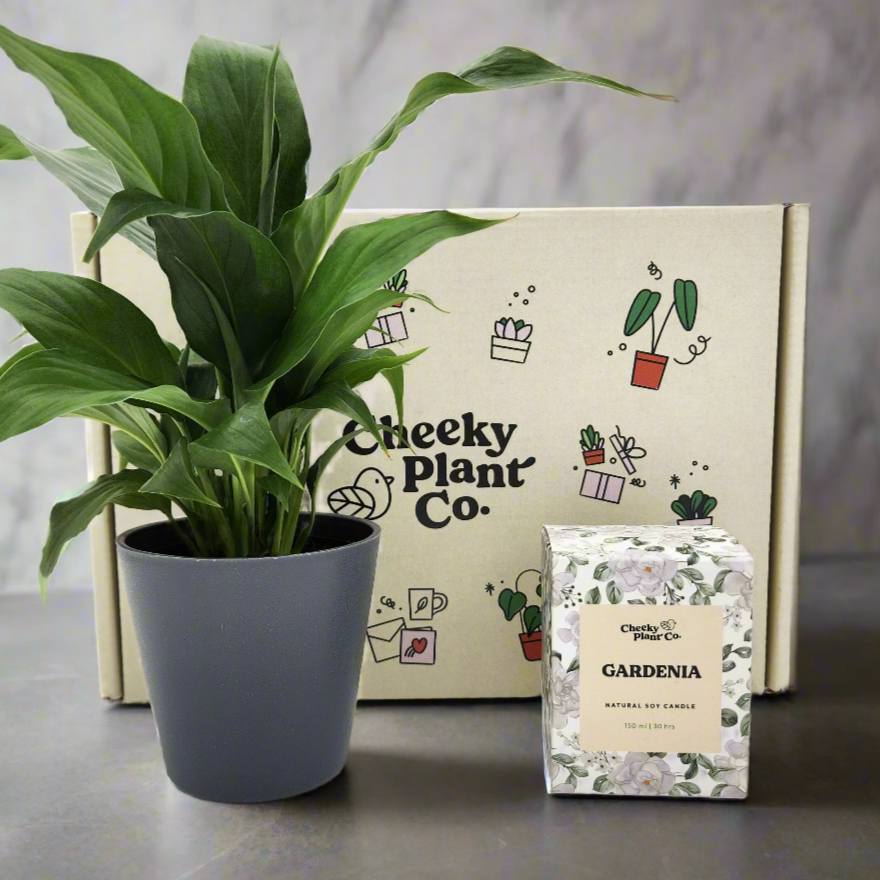 Peace Lily & Candle Gift Box