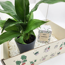 Load image into Gallery viewer, Peace Lily &amp; Candle Gift Box
