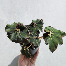 Load image into Gallery viewer, Begonia Rex Dark Mambo - 100mm
