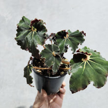 Load image into Gallery viewer, Begonia Rex Dark Mambo - 100mm
