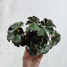 Load image into Gallery viewer, Begonia Rex Dark Mambo - 100mm
