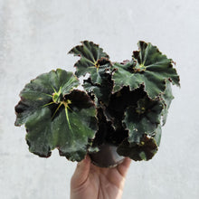 Load image into Gallery viewer, Begonia Rex Dark Mambo - 100mm
