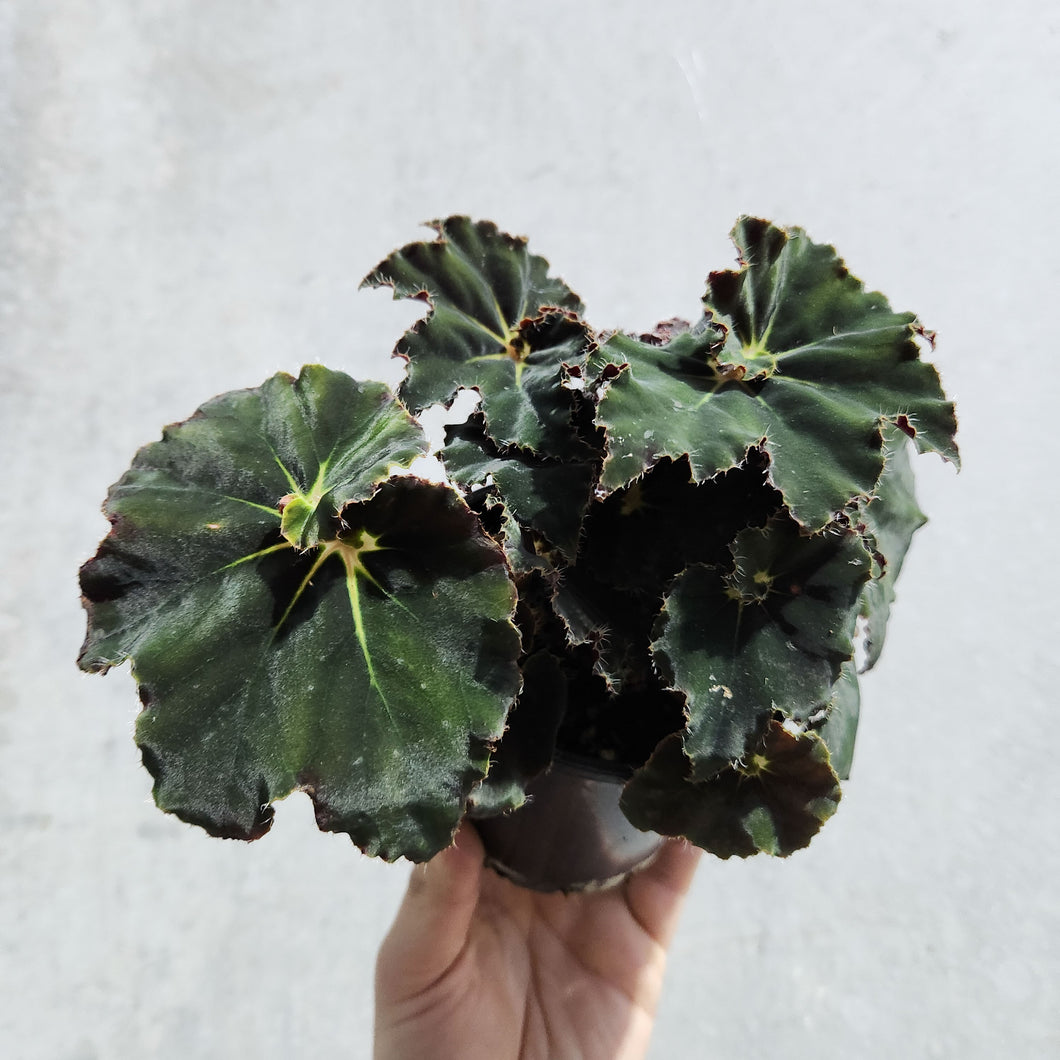 Begonia Rex Dark Mambo - 100mm