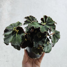 Load image into Gallery viewer, Begonia Rex Dark Mambo - 100mm
