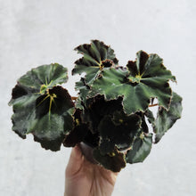 Load image into Gallery viewer, Begonia Rex Dark Mambo - 100mm
