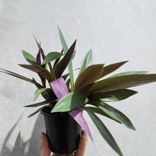 Load image into Gallery viewer, Tradescantia spathacea Rhoeo Dwarf - 100mm
