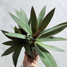 Load image into Gallery viewer, Tradescantia spathacea Rhoeo Dwarf - 100mm
