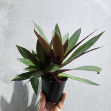 Load image into Gallery viewer, Tradescantia spathacea Rhoeo Dwarf - 100mm
