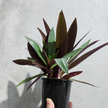 Load image into Gallery viewer, Tradescantia spathacea Rhoeo Dwarf - 100mm
