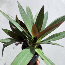 Load image into Gallery viewer, Tradescantia spathacea Rhoeo Dwarf - 100mm
