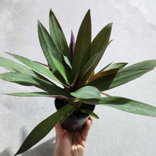 Load image into Gallery viewer, Tradescantia spathacea Rhoeo Dwarf - 100mm
