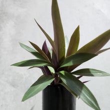 Load image into Gallery viewer, Tradescantia spathacea Rhoeo Dwarf - 100mm
