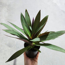 Load image into Gallery viewer, Tradescantia spathacea Rhoeo Dwarf - 100mm
