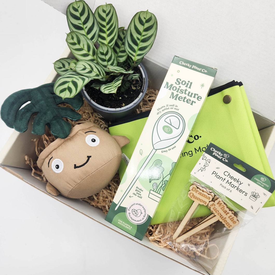 Cheeky Plant Care Starter Gift Box