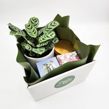 Load image into Gallery viewer, Wedding / Engagement - Plant Gift Hamper - Sydney Only
