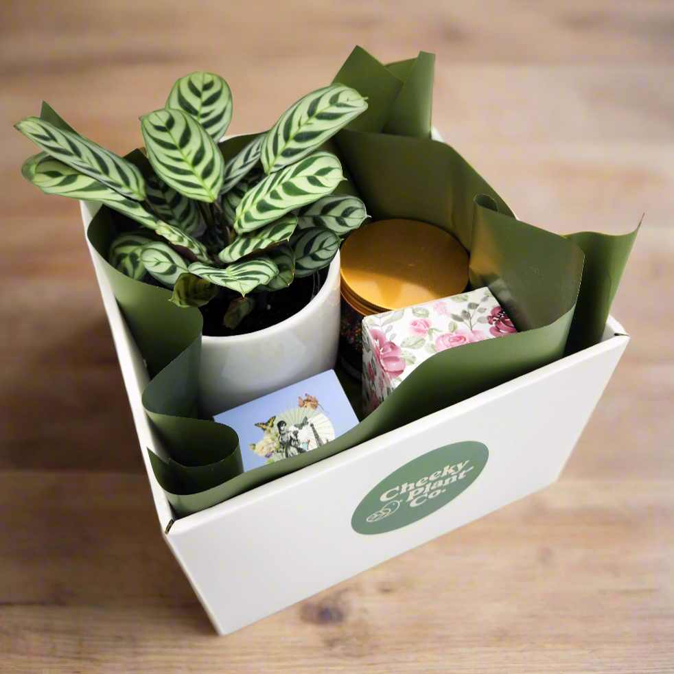 Wedding / Engagement - Plant Gift Hamper - Sydney Only