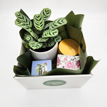 Load image into Gallery viewer, Wedding / Engagement - Plant Gift Hamper - Sydney Only
