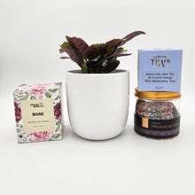 Load image into Gallery viewer, Wedding / Engagement - Plant Gift Hamper - Sydney Only
