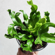 Load image into Gallery viewer, Asplenium Leslie - Bird&#39;s Nest Fern - 100mm
