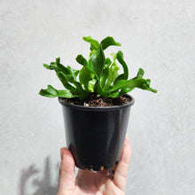 Load image into Gallery viewer, Asplenium Leslie - Bird&#39;s Nest Fern - 100mm
