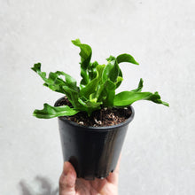 Load image into Gallery viewer, Asplenium Leslie - Bird&#39;s Nest Fern - 100mm
