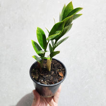 Load image into Gallery viewer, Zamioculcas zamiifolia / Zanzibar gem / ZZ Plant - 100mm
