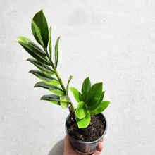Load image into Gallery viewer, Zamioculcas zamiifolia / Zanzibar gem / ZZ Plant - 100mm
