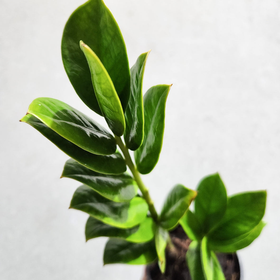 Zamioculcas zamiifolia / Zanzibar gem / ZZ Plant - 100mm