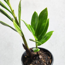 Load image into Gallery viewer, Zamioculcas zamiifolia / Zanzibar gem / ZZ Plant - 100mm
