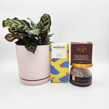 Load image into Gallery viewer, Pawesome Cat Friendly Plant Gift Hamper - Sydney Only
