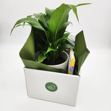 Load image into Gallery viewer, Peace Lily Sorry Gift Hamper - Sydney Only

