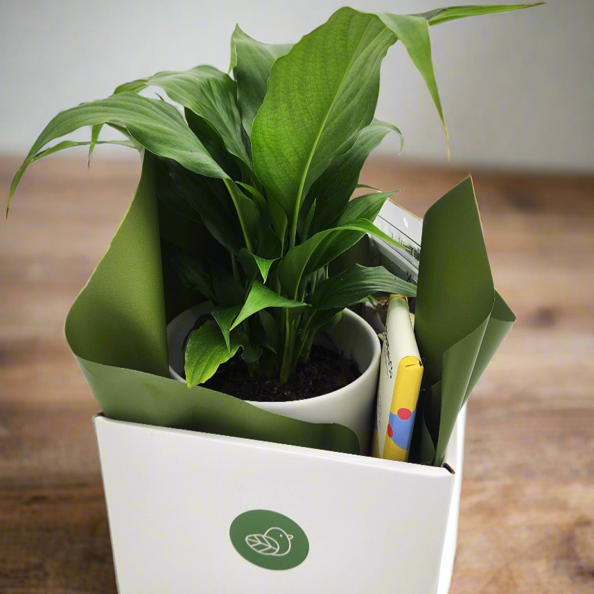 Peace Lily Sorry Gift Hamper - Sydney Only