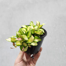 Load image into Gallery viewer, Hoya heuschkeliana - 100mm
