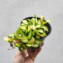 Load image into Gallery viewer, Hoya heuschkeliana - 100mm
