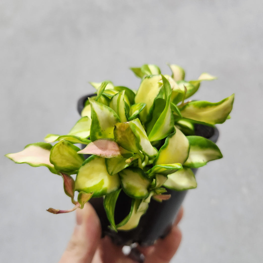 Hoya heuschkeliana - 100mm