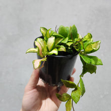 Load image into Gallery viewer, Hoya heuschkeliana - 100mm
