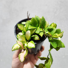 Load image into Gallery viewer, Hoya heuschkeliana - 100mm

