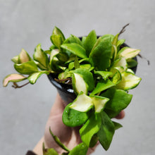 Load image into Gallery viewer, Hoya heuschkeliana - 100mm
