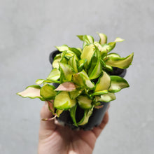 Load image into Gallery viewer, Hoya heuschkeliana - 100mm

