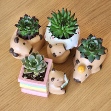 Load image into Gallery viewer, Capybara Four Pots Pack
