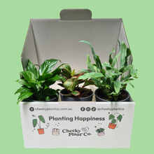Load image into Gallery viewer, Assorted Potted Houseplant Trio
