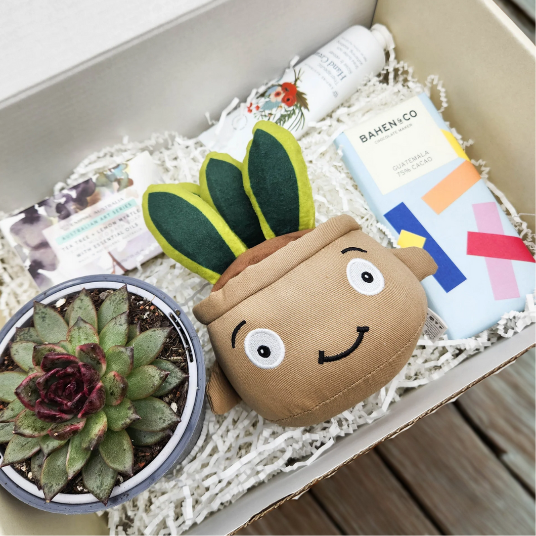 Happy Birthday - Succulent Hamper / Succulent Gift Box