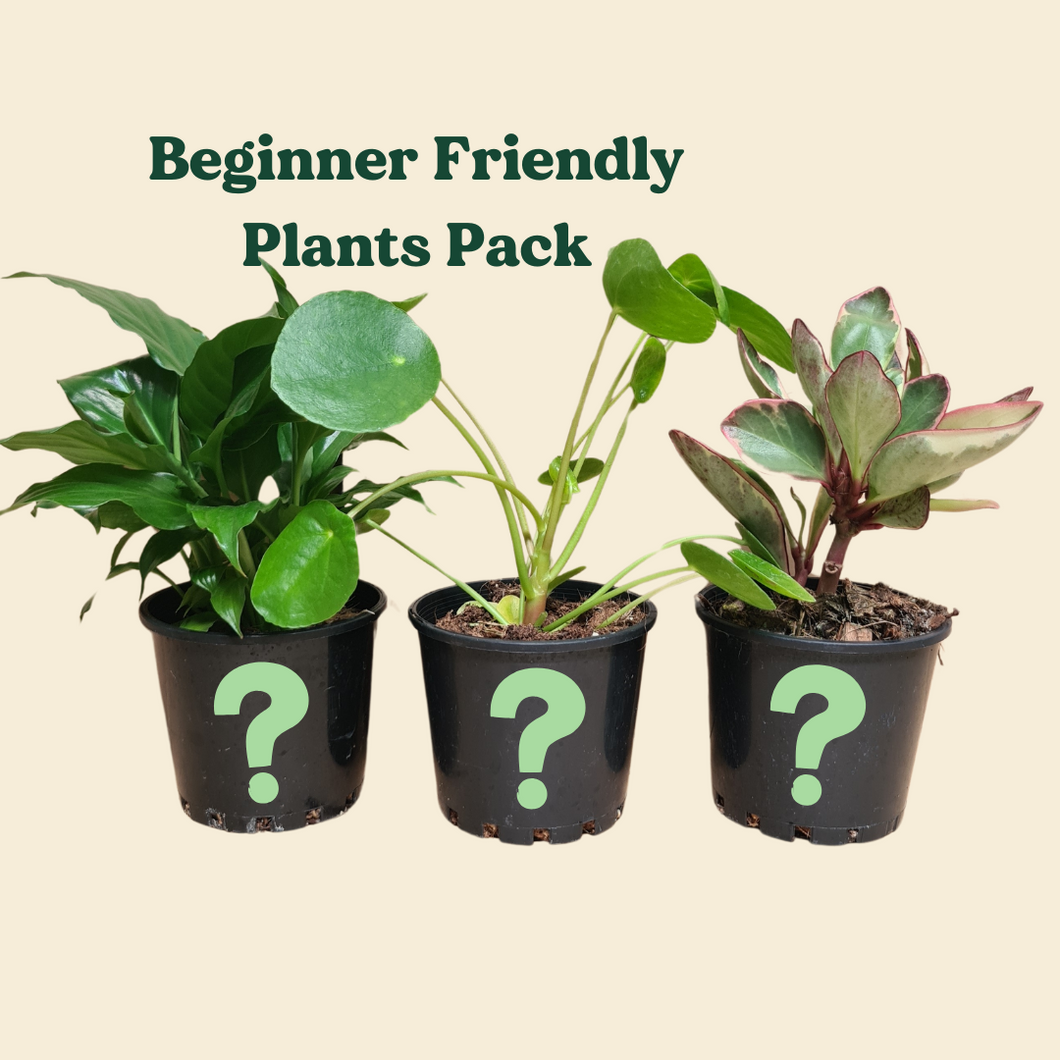 Beginner Friendly Plants Pack (3 Assorted Plants) - 100mm