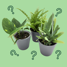 Load image into Gallery viewer, Assorted Potted Houseplant Trio
