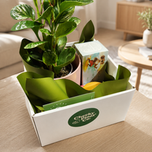 Load image into Gallery viewer, Pawesome Cat Friendly Plant Gift Hamper - Sydney Only
