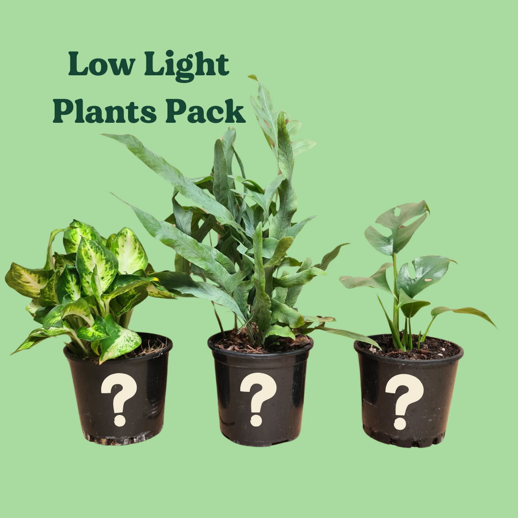 Low Light Plants Pack (3 Assorted Plants) - 100mm