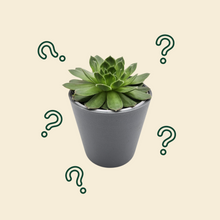 Load image into Gallery viewer, Assorted Potted Succulent Single
