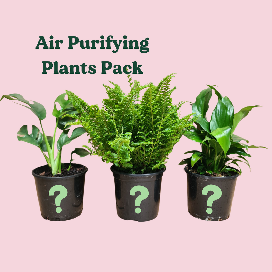 Air Purifying Plants Pack (3 Assorted Plants) - 100mm